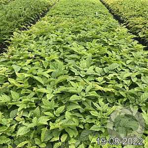 Aruncus dioicus GM 2,0L