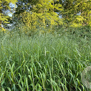 Brachypodium pinnatum GM P9
