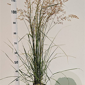 Calamagrostis acut. 'Overdam' 50-60 cm 4,0L