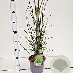 Calamagrostis acut. 'Overdam' 50-60 cm 4,0L
