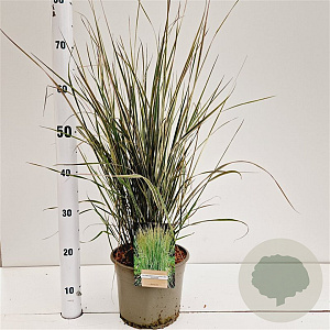 Calamagrostis acut. 'Overdam' 50-60 cm 4,0L