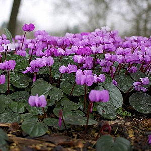 Cyclamen coum 'Roseum' GM P9