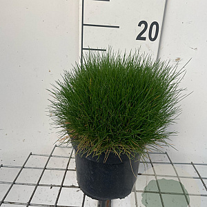 Festuca gautieri GM 2,0L