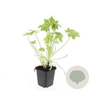 Geranium macrorrhizum GM P9