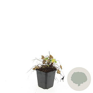 Geranium macrorrhizum GM P9