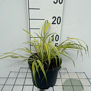 Hakonechloa macra 'Aureola' GM 2,0L