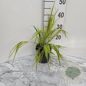 Hakonechloa macra 'Aureola' GM 2,0L