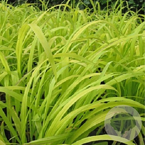 Milium effusum 'Aureum' GM P9