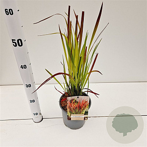 Imperata cylindrica 'Red Baron' 25-30 cm 2,0L