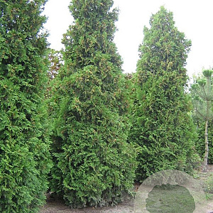 Thuja occ. 'Brabant' 400-450 cm draadkluit solitair