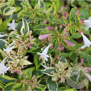 Abelia grandifl. 'Hopleys' 20-25 cm 2,0L