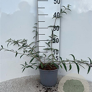 Buddleja d. 'Black Knight' 30-40 cm 2,0L