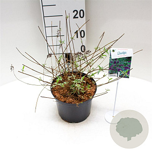 Buddleja d. 'Nanho Purple' 30-40 cm 3,0L