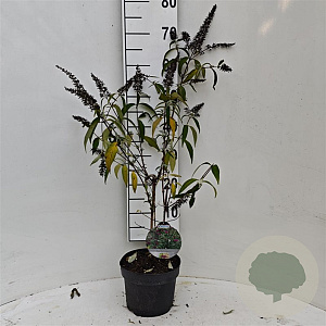 Buddleja d. Sugar Plum 30-40 cm 3,0L
