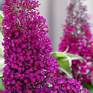 Buddleja d. Sugar Plum 30-40 cm 3,0L