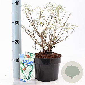 Buddleja d. 'White Profusion' 30-40 cm 2,0L
