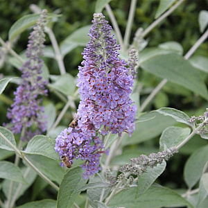 Buddleja 'Lochinch' 30-40 cm 3,0L
