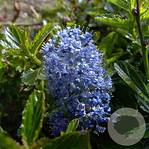 Ceanothus 'Burkwoodii' 25-30 cm 2,0L