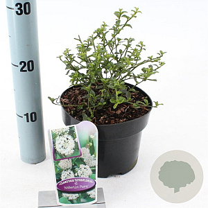 Ceanothus thyr. 'Millerton Point' 25-30 cm 2,0L