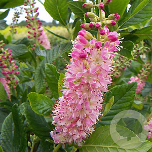 Clethra alnif. 'Ruby Spice' 25-30 cm 2,0L