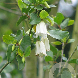 Crinodendron patagua 25 cm 2,0L