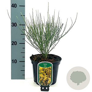 Cytisus praecox 'Allgold' 25-30 cm 2,0L