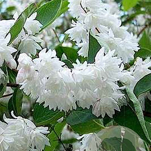 Deutzia magnifica 25-30 cm 2,0L
