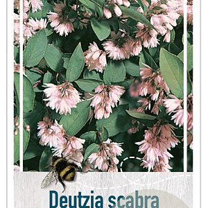 Deutzia scabra 'Plena' 30-40 cm 3,0L