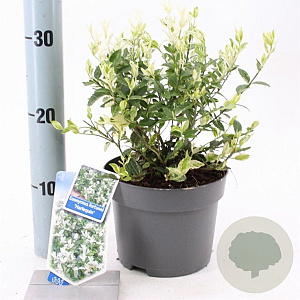 Euonymus fort. 'Harlequin' 20-25 cm 2,0L