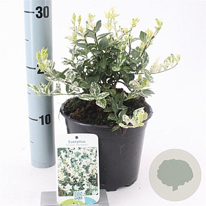 Euonymus fort. 'Harlequin' 20-25 cm 2,0L