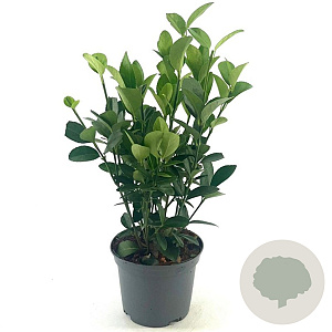 Euonymus jap. Green Millenium 20-25 cm 2,0L