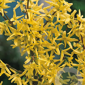 Forsythia int. 'Flojor' 25-30 cm 2,0L