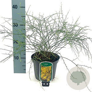 Genista lydia 25-30 cm 2,0L