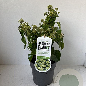 Hedera hib. 'Arbori Compact' 20-25 cm 2,0L