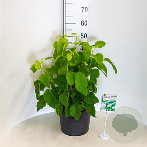 Hydrangea a. 'Annabelle' 40-50 cm 10L