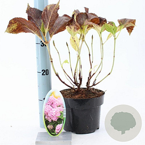 Hydrangea m. 'Bouquet Rose' 20-25 cm 2,0L