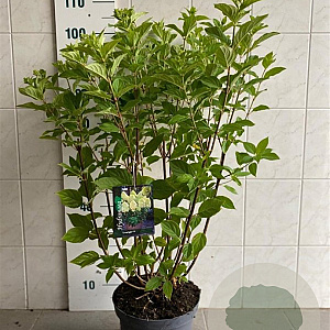 Hydrangea pan. 'Limelight' 50-60 cm 7,5L