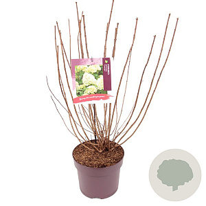 Hydrangea pan. 'Limelight' 50-60 cm 7,5L