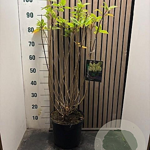 Hydrangea pan. 'Limelight' 50-60 cm 7,5L