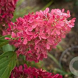 Hydrangea pan. Mega Mindy 30 cm 3,0L