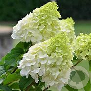 Hydrangea pan. 'Polar Bear' 30 cm 3,0L