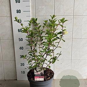 Hydrangea pan. Sundae Fraise 50-60 cm 7,5L