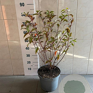 Hydrangea pan. 'Wim's Red' 50-60 cm 7,5L