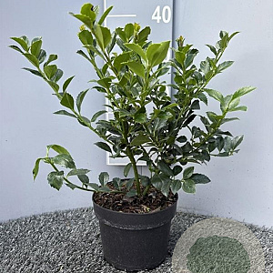 Ilex meserv. Heckenfee 30-40 cm 3,0L