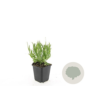 Lavandula ang. 'Dwarf Blue' GM P15