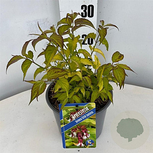 Leycesteria formosa Little Lanterns 30-40 cm 3,0L