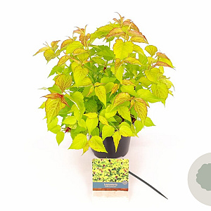 Leycesteria formosa Little Lanterns 30-40 cm 3,0L
