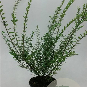 Lonicera nit. 'Hohenheim. Findling' GM P15