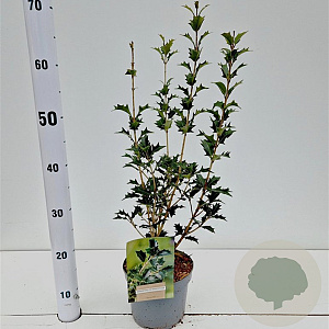 Osmanthus heterophyllus 30-40 cm 3,0L