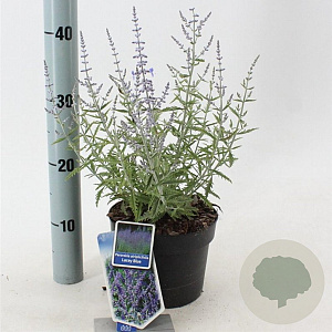 Perovskia atripl. Lacey Blue 25-30 cm 2,0L